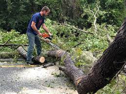 Best Tree Risk Assessment  in Yuc Valley, CA