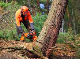 Best Lawn Drainage Solutions  in Yuc Valley, CA