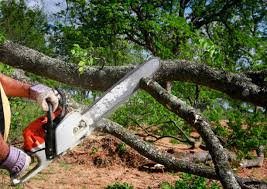 Best Tree Disease Treatment  in Yuc Valley, CA