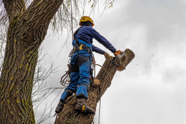 Best Tree Maintenance Programs  in Yuc Valley, CA
